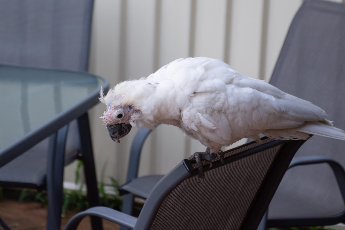 PBFD Prevention 101: All You Need to Know to Keep Your Parrot Safe